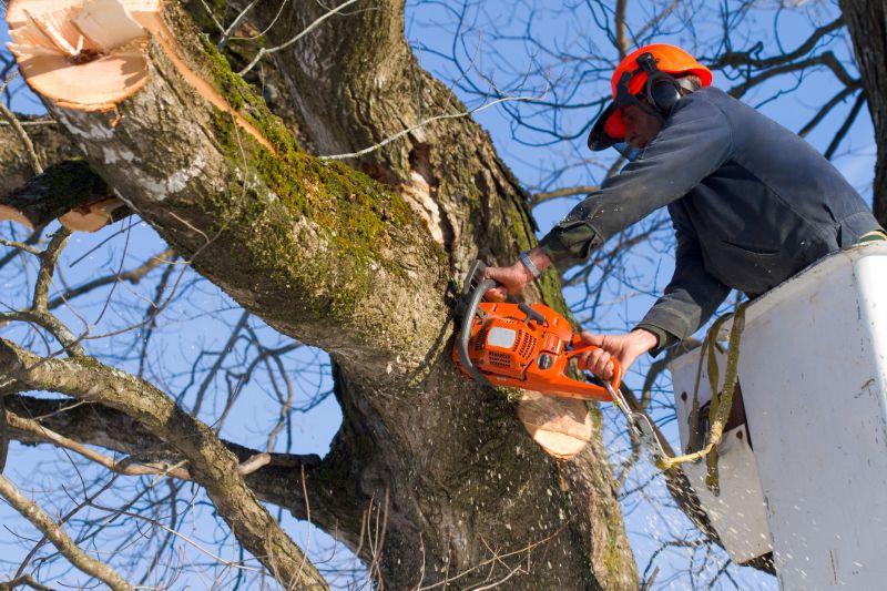 Birch Tree Removal in Reno, NV
