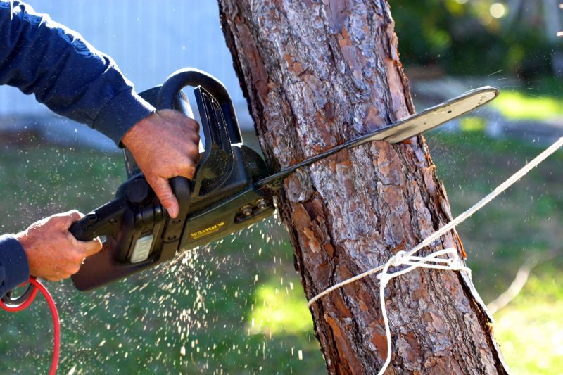 Cherry Tree Removal in Reno, NV