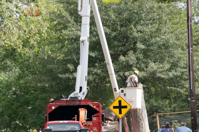 Commercial Tree Removal in Pottstown, PA