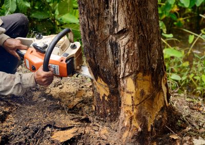 Cypress Tree Removal in Allentown, PA