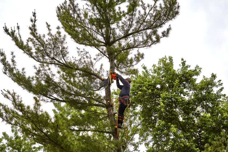 Cypress Tree Removal in Reno, NV