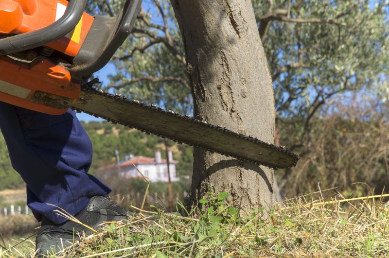 Dead Tree Removal in Doylestown, PA