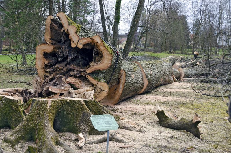Fallen Tree Removal in Pottstown, PA
