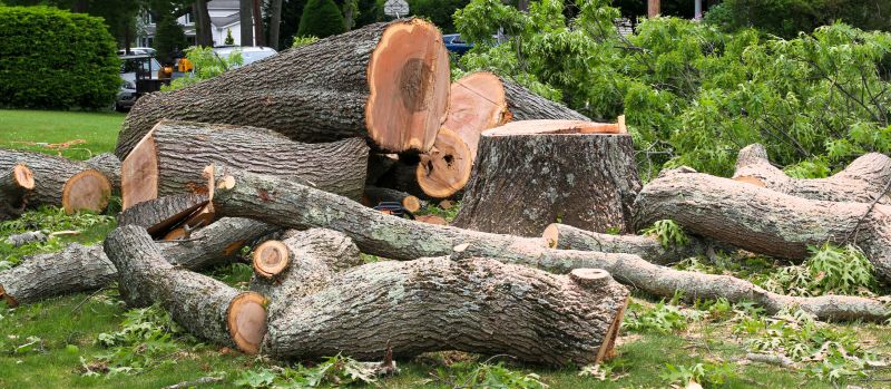 Fallen Tree Removal in Doylestown, PA