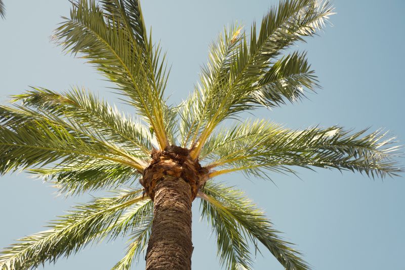 Palm Tree Removal in Reno, NV
