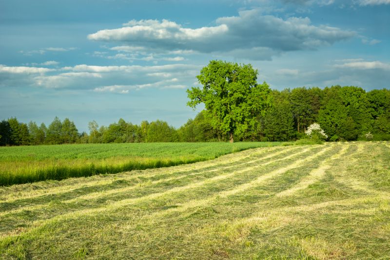 Pasture Clearing in Utah County, UT