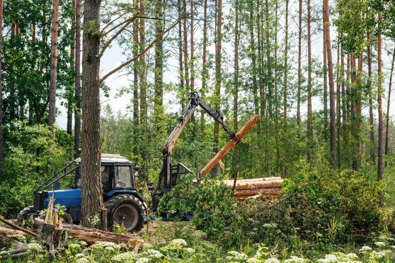 Pine Tree Clearing in Gwinnett County, GA