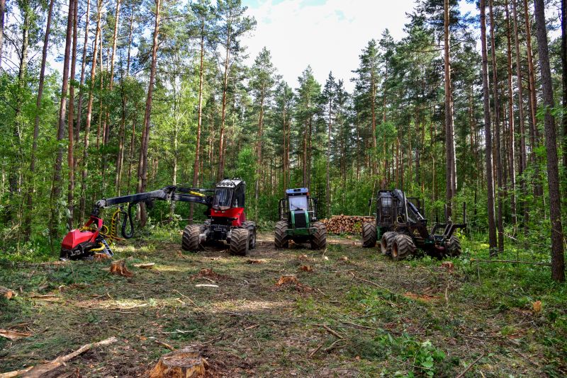 Pine Tree Clearing in Cumming, GA