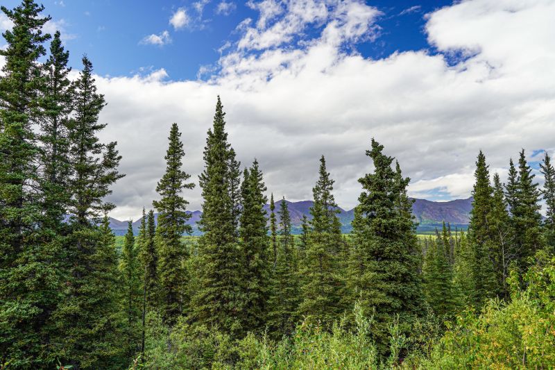 Spruce Tree Removal in Reno, NV