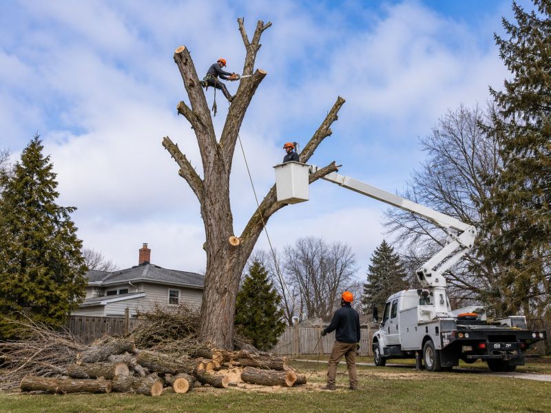 Tree Removal Service in Pottstown, PA