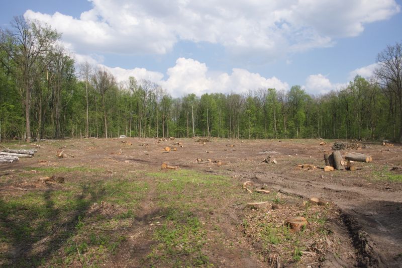 Trees Clearing in Atlanta, GA