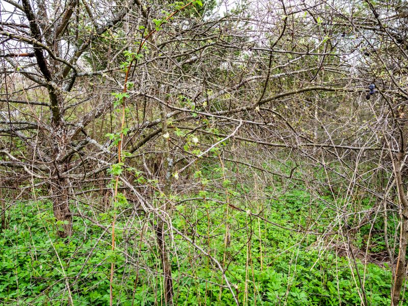 Undergrowth Removal in Utah County, UT
