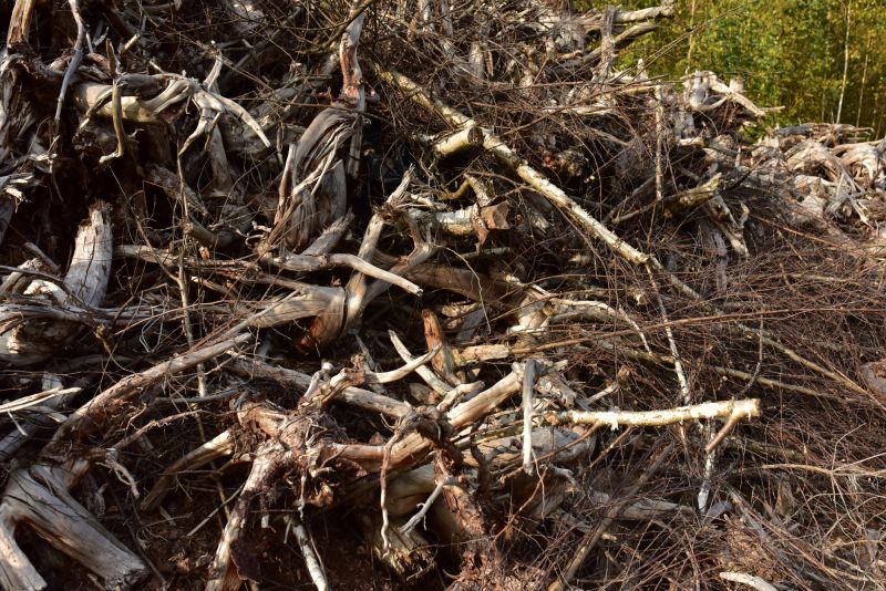 Undergrowth Removal in Gwinnett County, GA