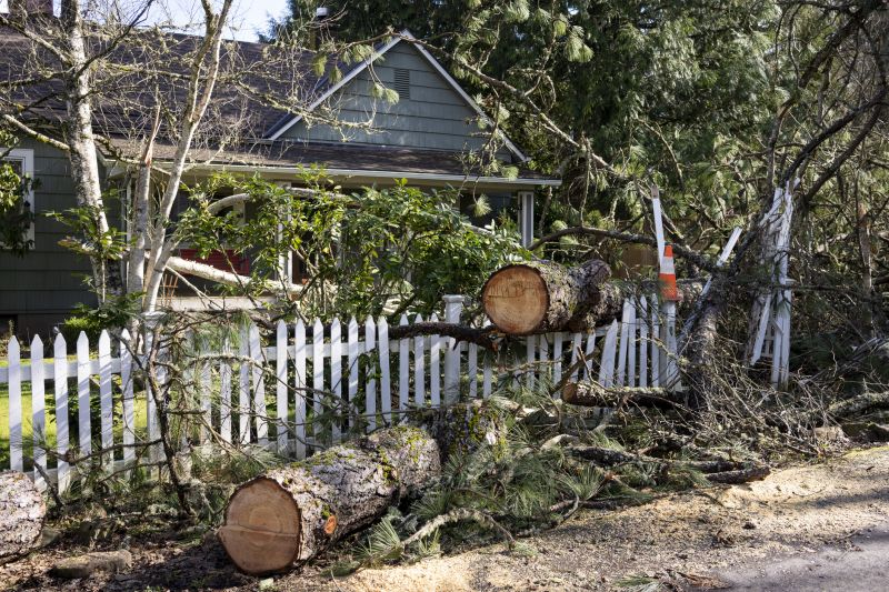 Willow Tree Removal in Reno, NV